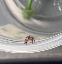 Live Pet i4 Bold Jumping Spiders picture