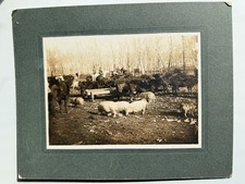 1907 Mounted Photo Smithland, Iowa Cows Ranch Ranches Horses Pigs Hutt & Nolin picture