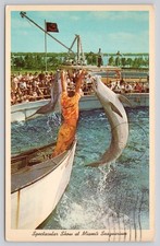1966 Miami Seaquarium Dolphin Show Trainer Porpoises Vintage Postcard picture