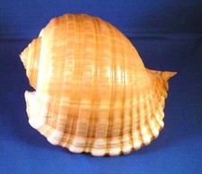 Tonna Cepa Oleria Shell Tun Shell Hermit Beach Nautical Decor 4-5