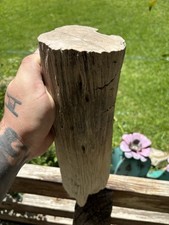 Legume Petrified Wood Limb Lufkin Tx Yegua Formation  picture