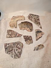 7 Natural Crazy Lace Agate Slabs & an End Cut, 245 Gr. - Pictured Dry picture