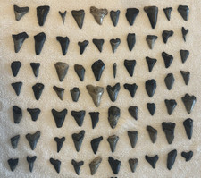 Lot 70 Shark Teeth 1.25