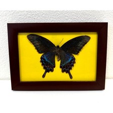 Framed Real Alpine Black Swallowtail Butterfly Insect Preserved 4.75