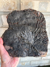Large Authentic Scyphocrinites (“Sea Lily”) Fossil Plate – Silurian Period  8.5