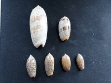 #1961d Lot of 6 different type Olividae Oliva, approx. 23-60mm Sea Snail shells picture