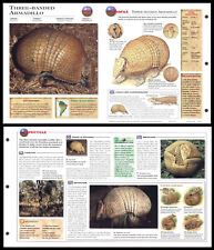 Fold-Out Sheet - Three-Banded Armadillo - 152 picture