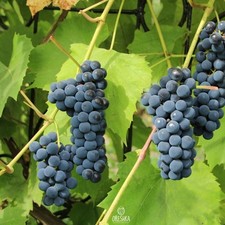 Black grapes frost-resistant Ural Isabella 15 PCS fresh seeds, Vitis seeds picture