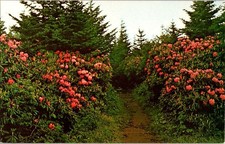 Roan Mountain TN postcard RHODODENDRON GARDENS ON MOUNTAIN TRAIL 9/12 AW0473 picture