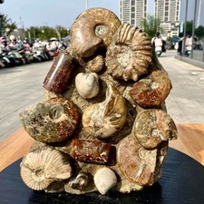 15.4LB Rare Natural Tentacle Ammonite FossilSpeci healmen Shell Madagascar picture