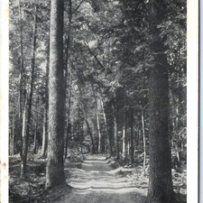 c1940s Litchfield, MN Forest Dirt Road Woods RPPC Postcard Farm Crop Message picture