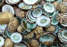 Green Limpet Seashells Sutorria (1 cup approx. +/-200 shells 0.5+ inches) picture