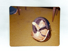 Orange Tabby Cat Kitten in a Motorcycle Helmet Vintage Photo picture