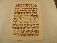 1900-1920s Antique Butterfly Moth Print Fauna Americana Scientific Plate picture
