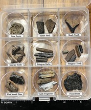 Beginner Ancient Fossil Set 9 Real specimens + Magnifying Glass And Stickers picture