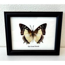Framed Real Great Nawab Butterfly Insect Preserved Wall Art Decor 4.75