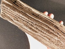 BIG Permineralized Petrified WOOD Fossil w Druzy QUARTZ Crystals Germany 1681gr picture