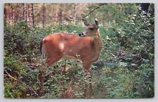 Minnesota White Tail Deer Standing in Vegetation Posted 1969 Vintage Postcard picture