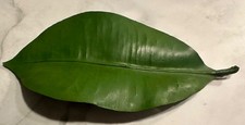 Disney prop tree house Disneyland Paris La Cabane des Robinson Treehouse leaf picture