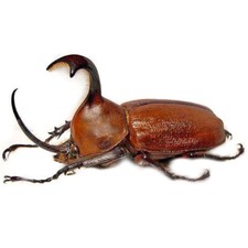 Golofa claviger ONE REAL BEETLE UNMOUNTED PACKAGED PERU picture
