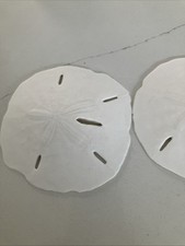 Florida Keyhole Sand Dollars (Leodia sexiesperforata) picture