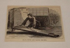 1879 magazine engraving ~ YOUNG LADY PLAYING THE KOTO, Japan picture