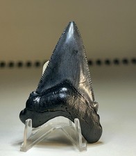 2”+ Angustiden Shark Tooth Charleston South Carolina Rare picture