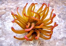 Green FAUX Anemone (1 FAKE Anemone approx. 4W X 2.5T x 2D inches) picture