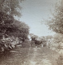 Antique Stereoview Card Old Photo Farm Scene Cows Cattle picture