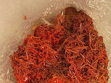 6.4oz Crocoite Crystal Cluster - Dundas, Tasmania, Australia - Brendan Robinson picture