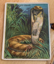 Very Rare 1909-10 Hassan T29 Animals Hooded Cobra Trading Card Good-VG picture