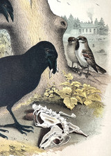 Antique Raven Print 1881 Halloween Hand Colored Lithograph Studer Art Decor picture