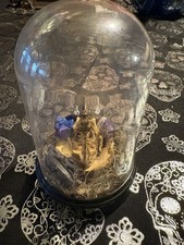 Mummified Frog & Dragon Fly Terrarium picture
