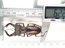 V04991. Unmounted insects: Lucanidae: Lucanus Gradivus sp. North Vietnam picture