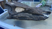 Large Fossilized Stegosaurus Dinosaur Skull Replica Cast picture
