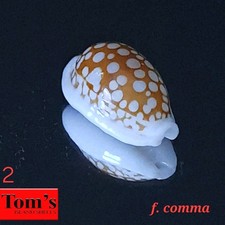 Cypraea cribraria f. comma #2  20.8mm GORGEOUS BEAUTY from Mozambique picture