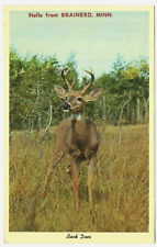 Brainerd Minnesota Greetings Buck Deer Postcard picture