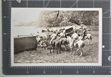 Vintage Ekc B&W RPPC Postcard Hawaiian Cowboys Loading Cattle picture