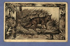 Postcard Animals The Jackal Africa Posted 1909 picture