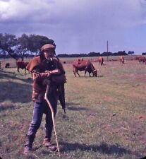 Vintage Stereo Realist Photo 3D Slide CATTLE FARMER picture