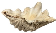 Vintage 1950 Giant Clam Shell Half – 7 lbs, Approx. 12