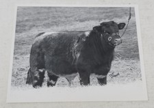 Vintage 1964 Shorthorn Bull Photo Acadia Napoleon 100th Acadia Farms Frank Gash picture