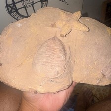 Trilobite and StarfishCollection REAL DEAL Stuff picture