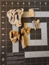 Florida Agatized Coral Fossil Slices, Un polished Chalcedony Fluorescent picture