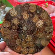 1pcs Natural ammonite fossil conch Crystal specimen healing picture