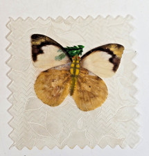 Vintage Preserved Formosa Butterfly Gift to Benefactors Taiwan picture