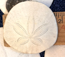 Sand Dollars Assorted 1”-2” Pacific Coast picture