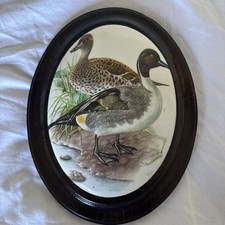 1960 NORTHERN PINTAIL DUCK Bird Print Wall Framed See pics picture