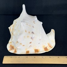 Large  Queen Horned Helmet Conch Seashell Cassis Cornuta picture