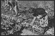 Photo:Statesville North Carolina J.A. Johnson Mrs. 1939 Cotton Picking FSA picture